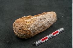 Foto (Seitenansicht) von Plantae indet.  (NHMW-GEO-2024-0188-11574)